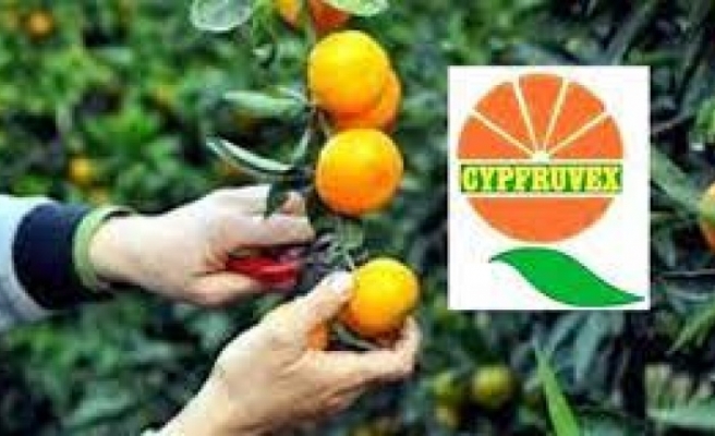 Cypfruvex’ten Valensiya ürün alımı açıklaması