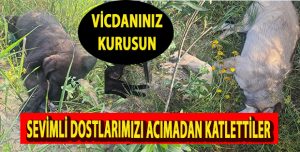 Alsancak’ta vahşet