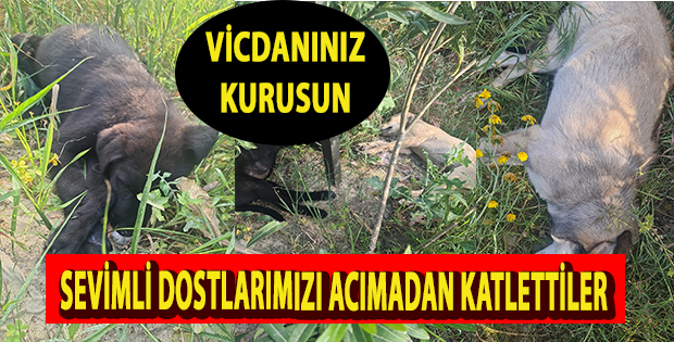 Alsancak’ta vahşet