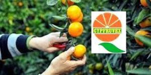 Cypfruvex’ten bayram müjdesi