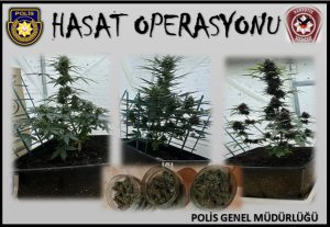 Polis Narkotik Müdürlüğünden Lapta’da Hasat Operasyonu