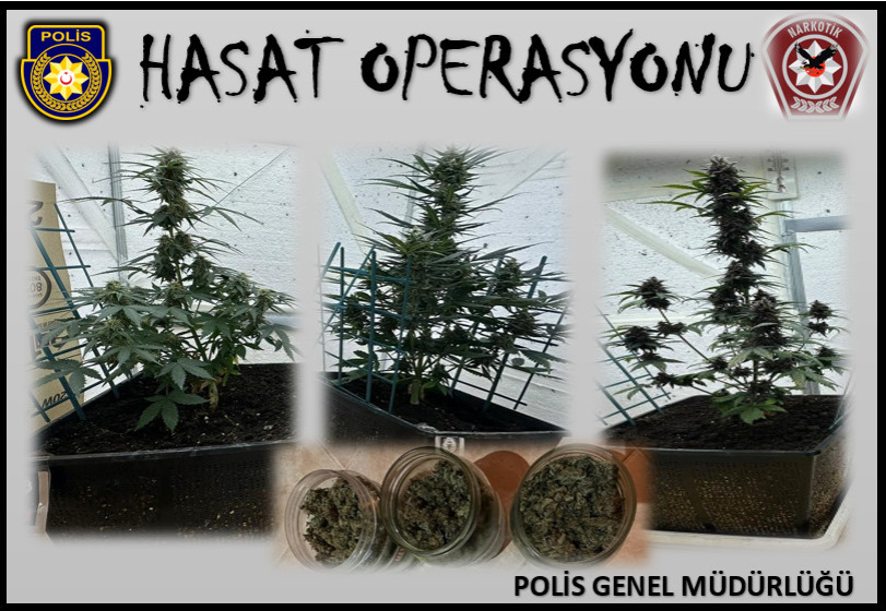 Polis Narkotik Müdürlüğünden Lapta’da Hasat Operasyonu