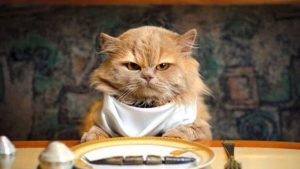 Evcil hayvan sahiplerine müjde!