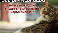 Güney Kıbrıs’ta FİP salgını: 300 bin kedi öldü