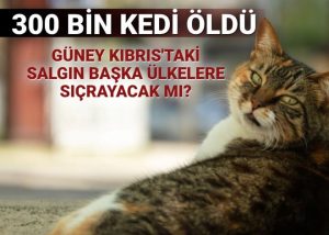 Güney Kıbrıs’ta FİP salgını: 300 bin kedi öldü