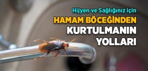 Hamam böcekleri bu yüzden evlere geliyor!