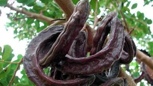 Gazimağusa’da harup hasadı 14 Ağustos’ta başlayacak