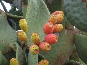 6. Serdarlı Babutsa Kültür ve Sanat Festivali yapılıyor