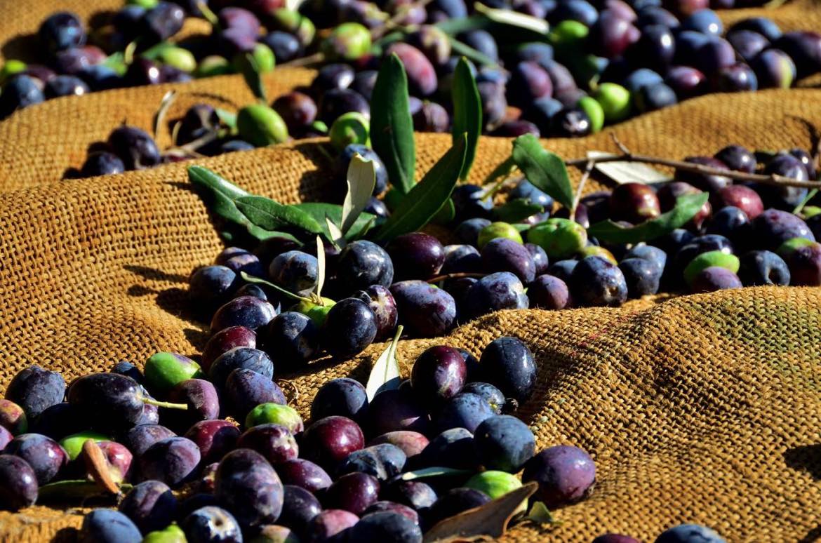 Gazimağusa’da zeytin toplama tarihi belirlendi