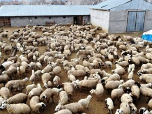 154 adet küçükbaş dağıtımı yapılacak