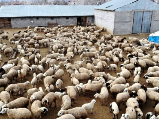 154 adet küçükbaş dağıtımı yapılacak