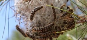 Çevre Platformu eylemlilik sürecini başlattı…