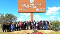 KOOPBANK ORMANIMIZI YEŞERTMEYE DEVAM EDİYORUZ