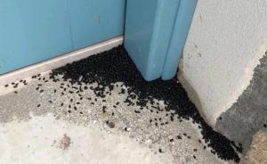 Siyah böcek kümeleriyle ilgili açıklama…