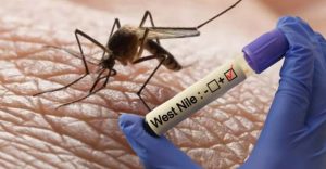 Güney Kıbrıs’ta ilk Batı Nil virüsü vakası bulundu