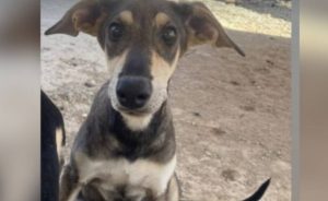 Köpeğe Çarpan Araç Sürücüsü Tespit Edilerek Hakkında Yasal İşlem Başlatıldı…