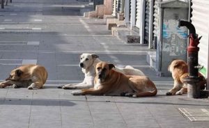 Lefke Çevre ve Ekoloji Derneği’nden başıboş köpekler için acil önlem çağrısı