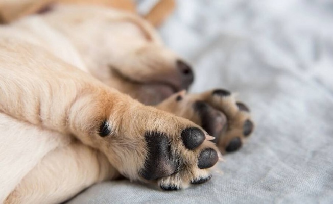 Lefkoşa’da iki köpek tüfekle vuruldu: Sokaklar katillerle, canilerle doldu!