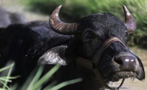 Almanya’da “şap hastalığı” paniği: Canlı hayvan nakil yasağı uzatıldı