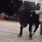 Muğla’da Boğaya Para Takarken Canından Oluyordu