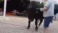Muğla’da Boğaya Para Takarken Canından Oluyordu