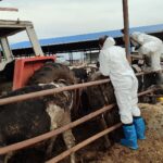 Veteriner Dairesi, 130 işletmede 17 bin 300 adet büyükbaş hayvanın aşılandığını duyurdu