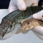 HP Balon Balığının büyük tehlike arz ettiğini söyledi ve teşviklerin arttırılması çağrısında bulundu