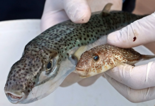 HP Balon Balığının büyük tehlike arz ettiğini söyledi ve teşviklerin arttırılması çağrısında bulundu