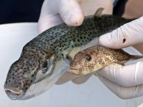 HP Balon Balığının büyük tehlike arz ettiğini söyledi ve teşviklerin arttırılması çağrısında bulundu